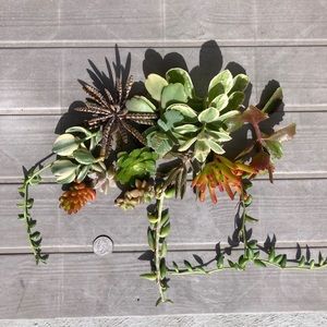 chantal347 succulents